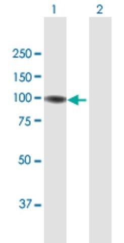 Anti-GNL2 antibody produced in mouse