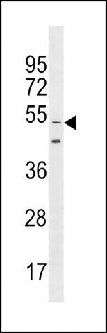 ANTI-GOLGA6L9(N-TERMINAL) antibody produced in rabbit