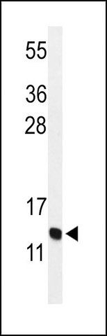 ANTI-GNRH2 (CENTER) antibody produced in rabbit