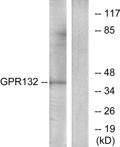 Anti-GPR132 antibody produced in rabbit