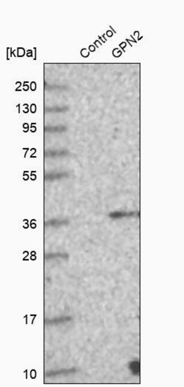 Anti-GPN2 antibody produced in rabbit