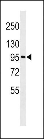 ANTI-GOLGA6A(C-TERMINAL) antibody produced in rabbit