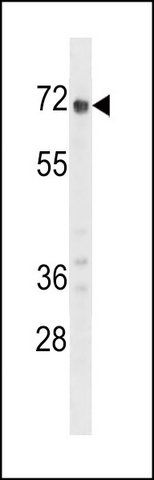 ANTI-GPC2 (N-TERM) antibody produced in rabbit