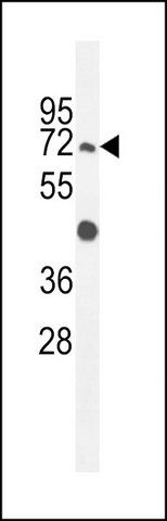 ANTI-GPAA1 (N-TERM) antibody produced in rabbit