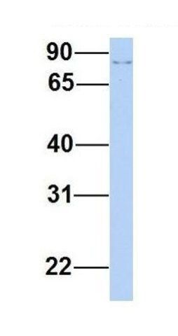 Anti-GOLGA5 antibody produced in rabbit