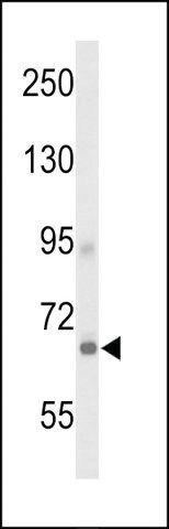 ANTI-GPR133 (CENTER) antibody produced in rabbit