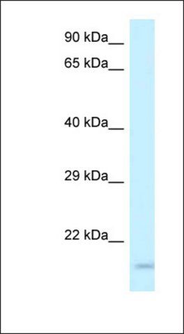 Anti-GP9 antibody produced in rabbit