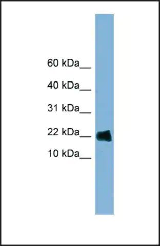 Anti-GOLGA7 antibody produced in rabbit