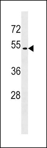 ANTI-GPR171(C-TERMINAL) antibody produced in rabbit