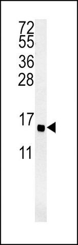 ANTI-GOT1A (C-TERM) antibody produced in rabbit