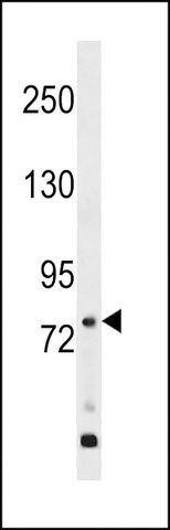 ANTI-GPR149 (CENTER) antibody produced in rabbit