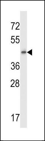 ANTI-GPR137 (CENTER) antibody produced in rabbit