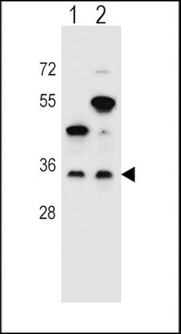 ANTI-GPM6B (N-TERM) antibody produced in rabbit