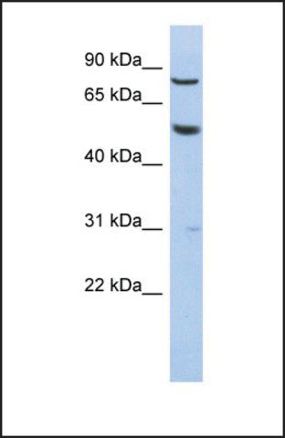 Anti-GPR56, (N-terminal) antibody produced in rabbit