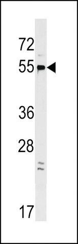 ANTI-GPR22 (CENTER) antibody produced in rabbit