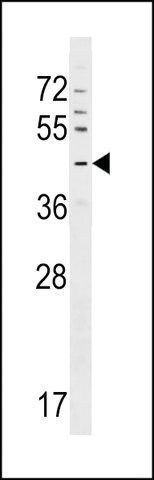 ANTI-GPR63(C-TERMINAL) antibody produced in rabbit