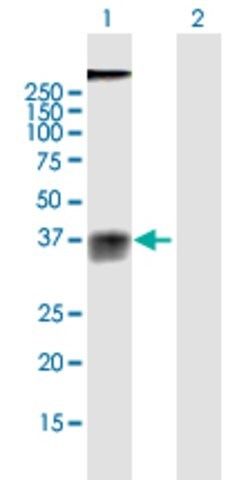 Anti-GPR77 antibody produced in mouse