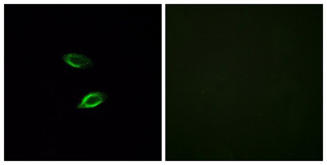 Anti-GPR157 antibody produced in rabbit