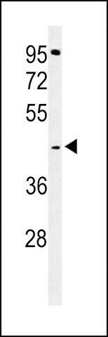 ANTI-GPSN2(C-TERMINAL) antibody produced in rabbit