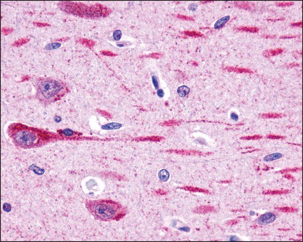 Anti-GPR162 antibody produced in rabbit