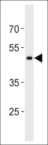 ANTI-GPR150(C-TERMINAL) antibody produced in rabbit