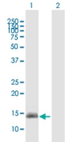 Anti-GPR157 antibody produced in mouse