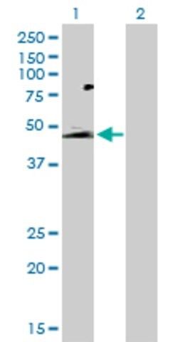 Anti-GPR172B antibody produced in rabbit