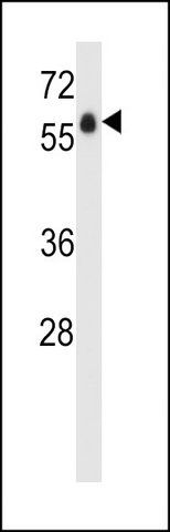 ANTI-GPR97 (N-TERM) antibody produced in rabbit