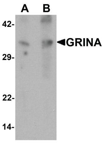 Anti-GRINA antibody produced in rabbit