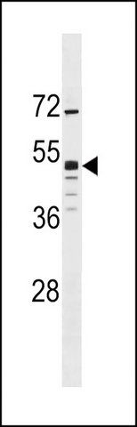 ANTI-GPR83 (N-TERM) antibody produced in rabbit