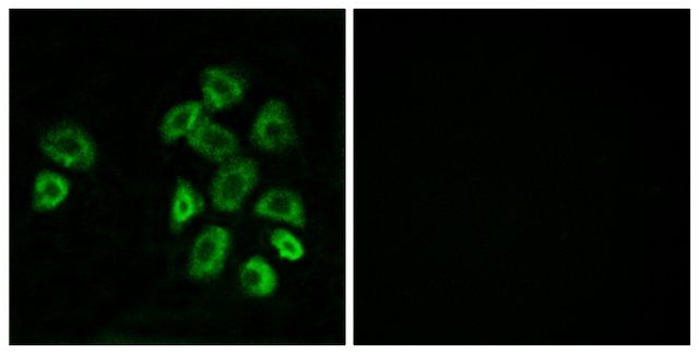 Anti-GPRC5B antibody produced in rabbit