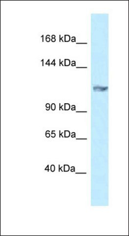 Anti-GRIK5 antibody produced in rabbit