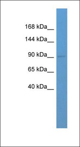 Anti-GRIA3 antibody produced in rabbit