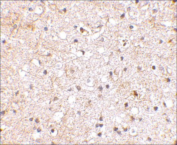 Anti-Grik1 (ab1) antibody produced in rabbit