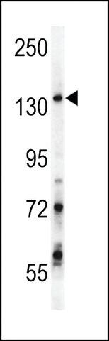 ANTI-GPRASP1(C-TERMINAL) antibody produced in rabbit