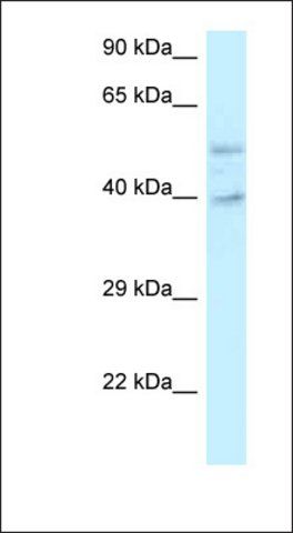 Anti-GRINL1A antibody produced in rabbit