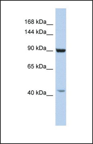 Anti-GRIP1, (C-terminal) antibody produced in rabbit