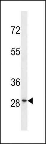 ANTI-GRRP1 (C-TERM) antibody produced in rabbit