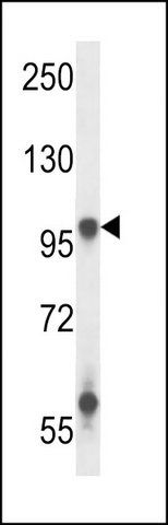 ANTI-GRIA3 (N-TERM) antibody produced in rabbit