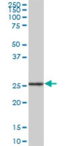 Anti-GSTA2 antibody produced in mouse