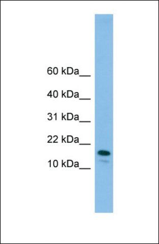 Anti-GREM2, (N-terminal) antibody produced in rabbit