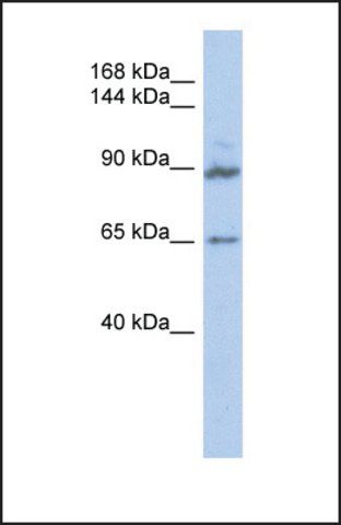 Anti-GPRASP2 antibody produced in rabbit