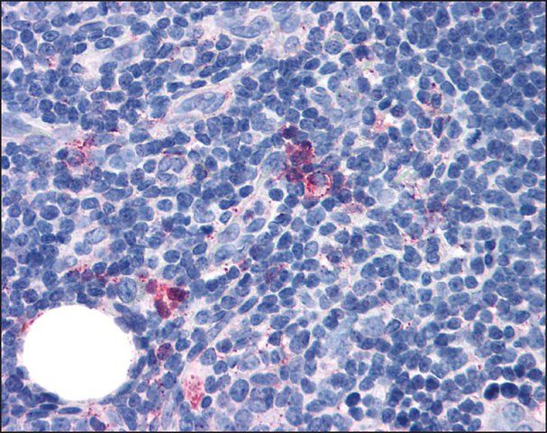 Anti-GPR97 antibody produced in rabbit