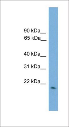 Anti-GPX2 antibody produced in rabbit