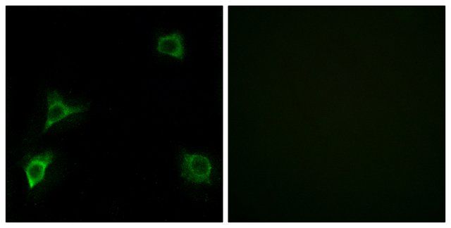 Anti-GRID2 antibody produced in rabbit