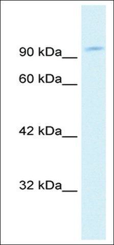 Anti-GRIP1 antibody produced in rabbit