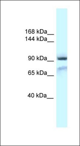 Anti-GRIA1 antibody produced in rabbit