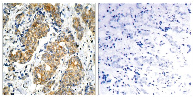 Anti-GSK3A (Ab-21) antibody produced in rabbit