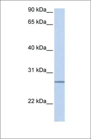 Anti-GRPEL2 antibody produced in rabbit