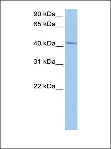 Anti-GSG1 (AB1) antibody produced in rabbit